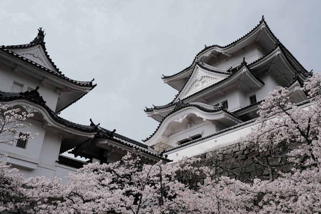 伊賀上野城の桜 4