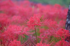 安濃川の彼岸花 2