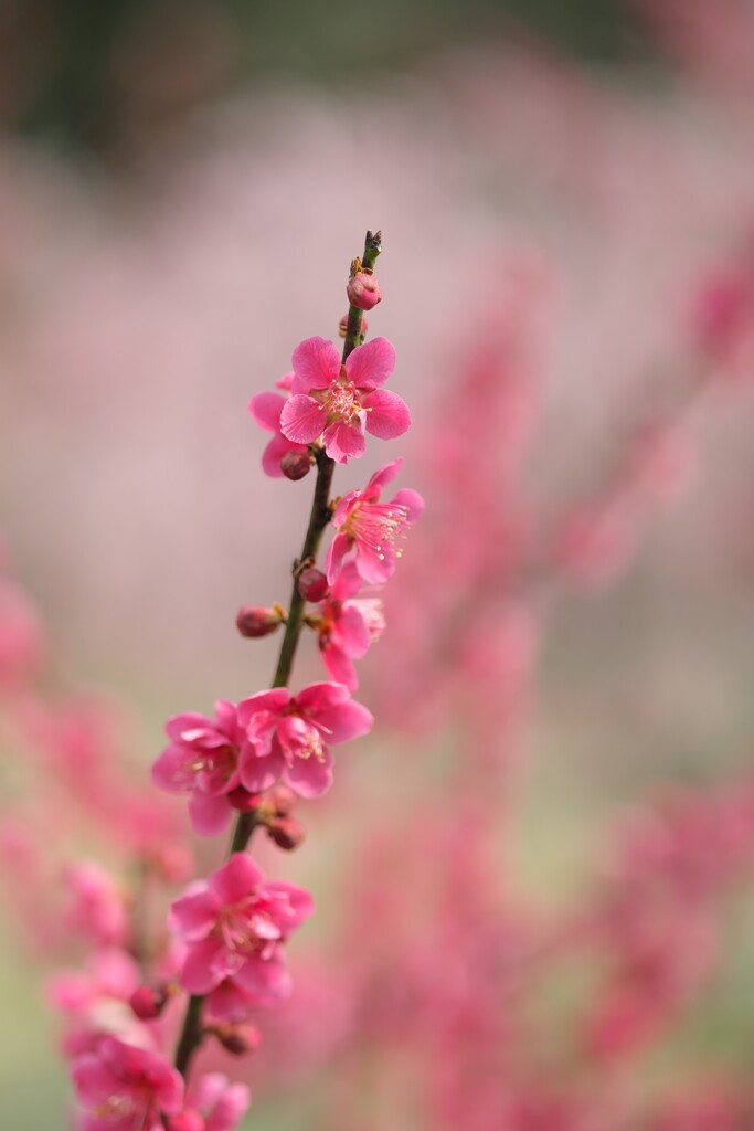 菅原神社の梅 7