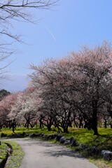 梅林とヒコーキ雲