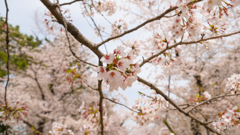 sakura2