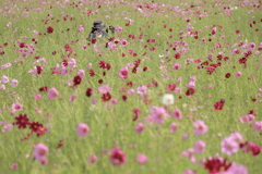 秋桜畑でつかまえて