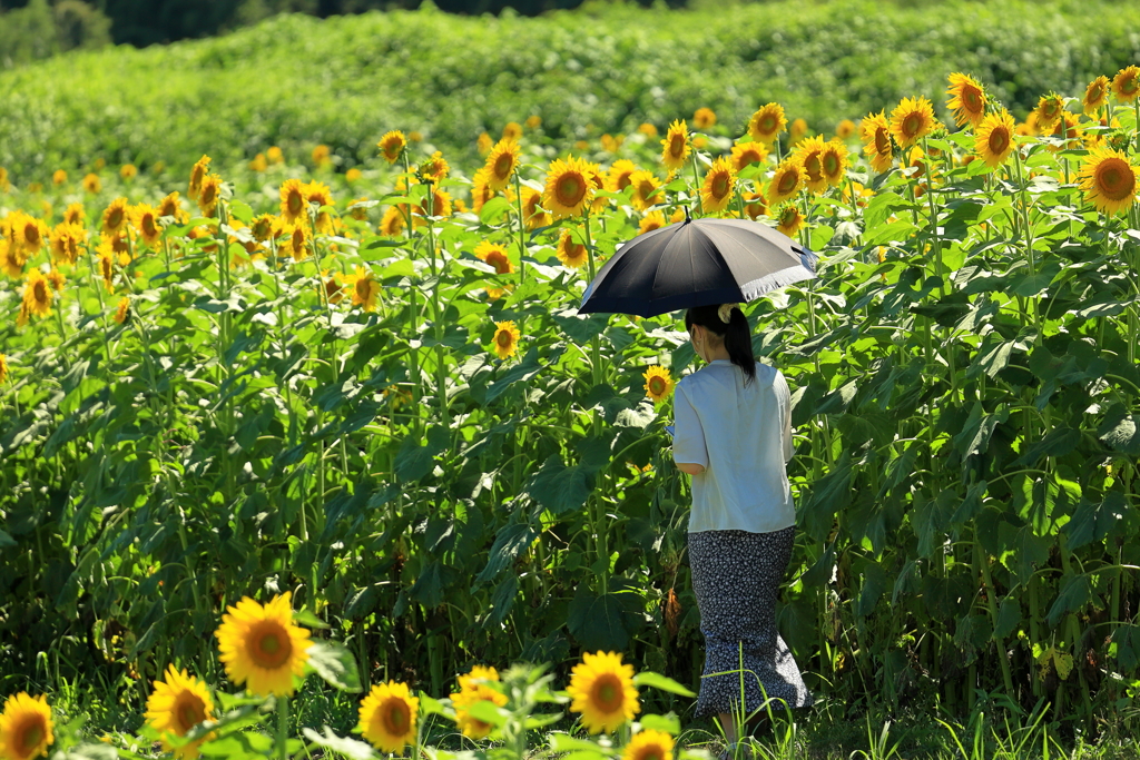 向日葵の咲く丘で