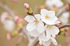 満開の桜