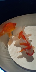 銀座の金魚1