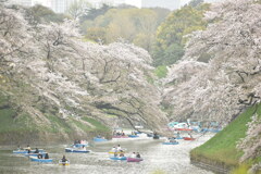 千鳥ヶ淵の桜