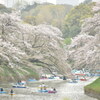 千鳥ヶ淵の桜