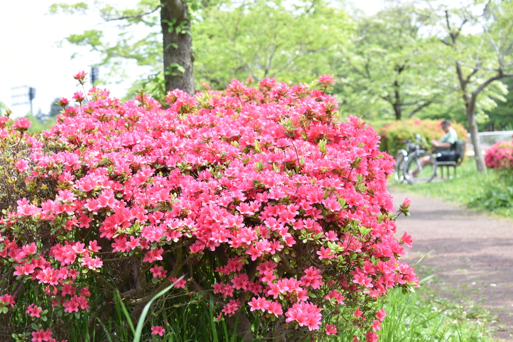 武蔵野公園のツツジ