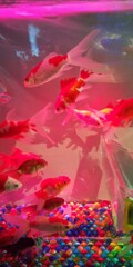 銀座の金魚2
