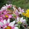 カマキリ