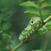 アゲハの幼虫