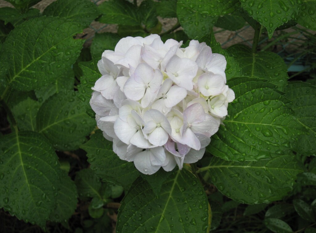 紫陽花