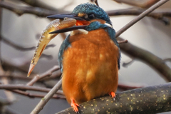冬のカワセミの捕食風景