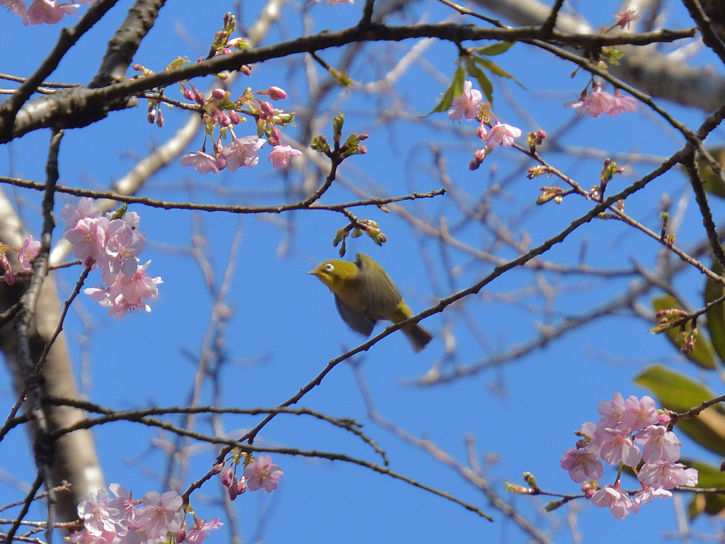 花から花へ