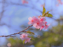 早咲きの桜