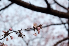 桜
