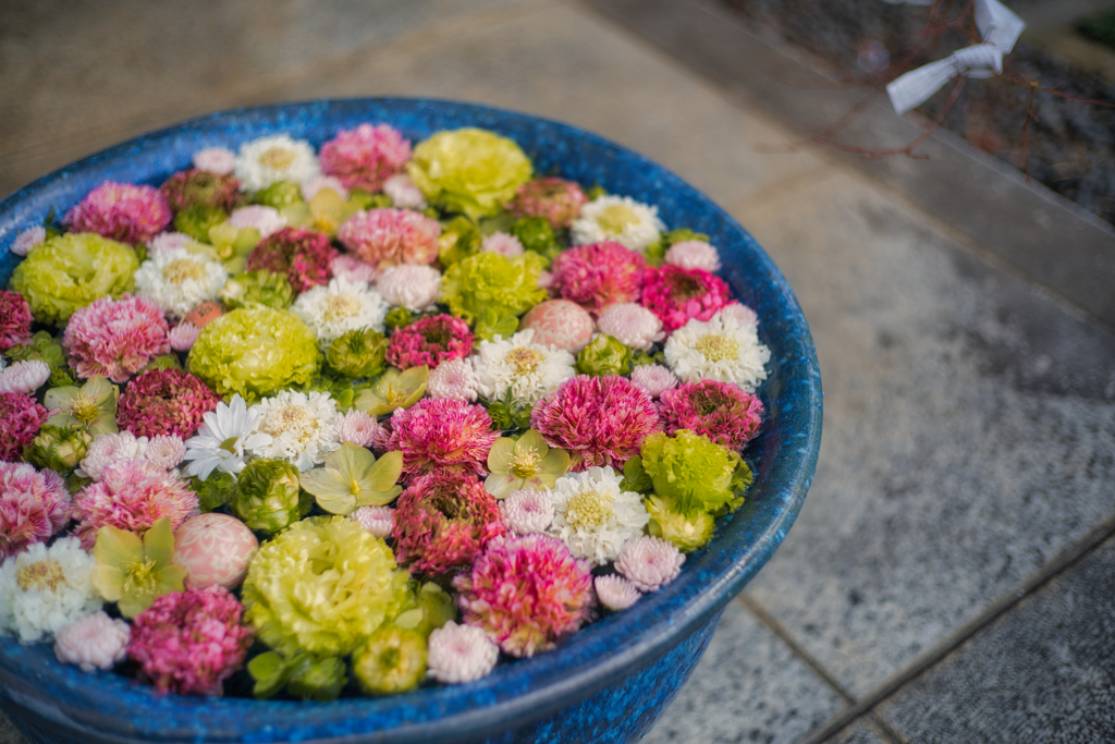 winter Water flower