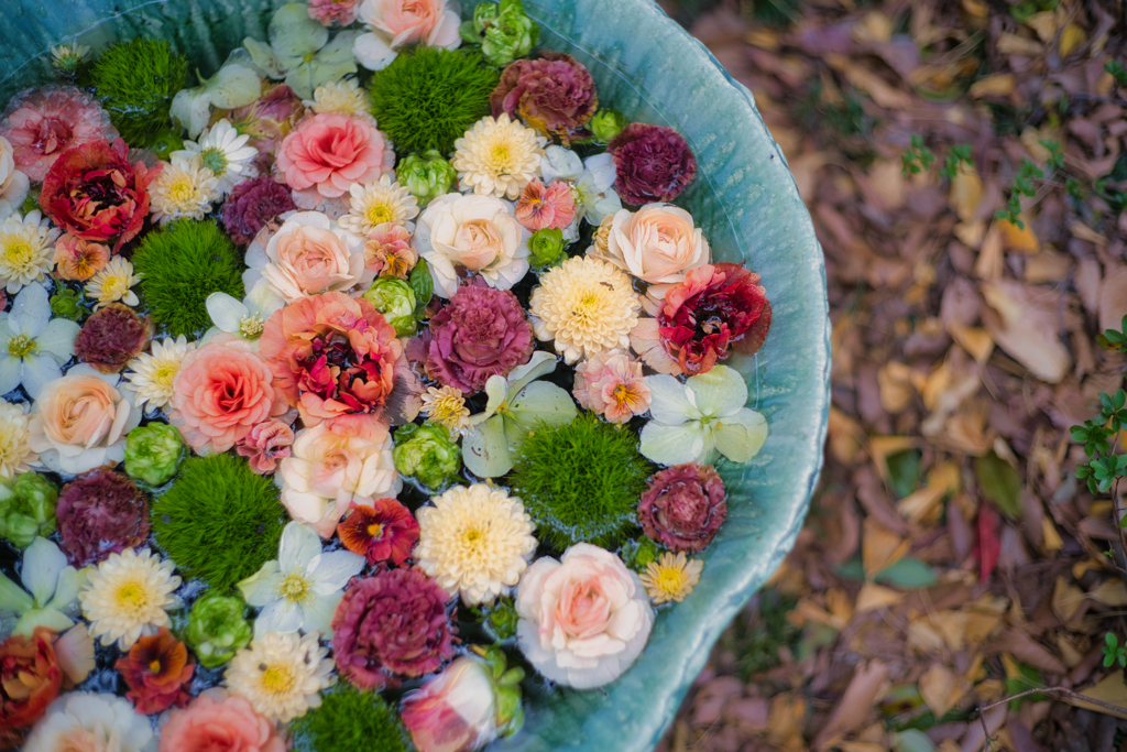 winter Water flower