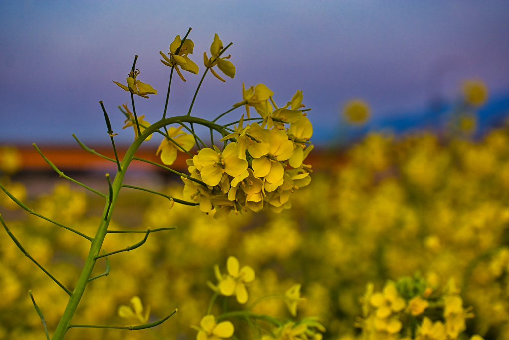 道端　菜の花