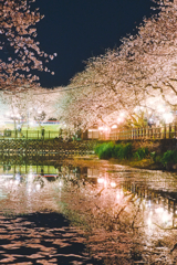 夜桜　花筏　ひょうたん池