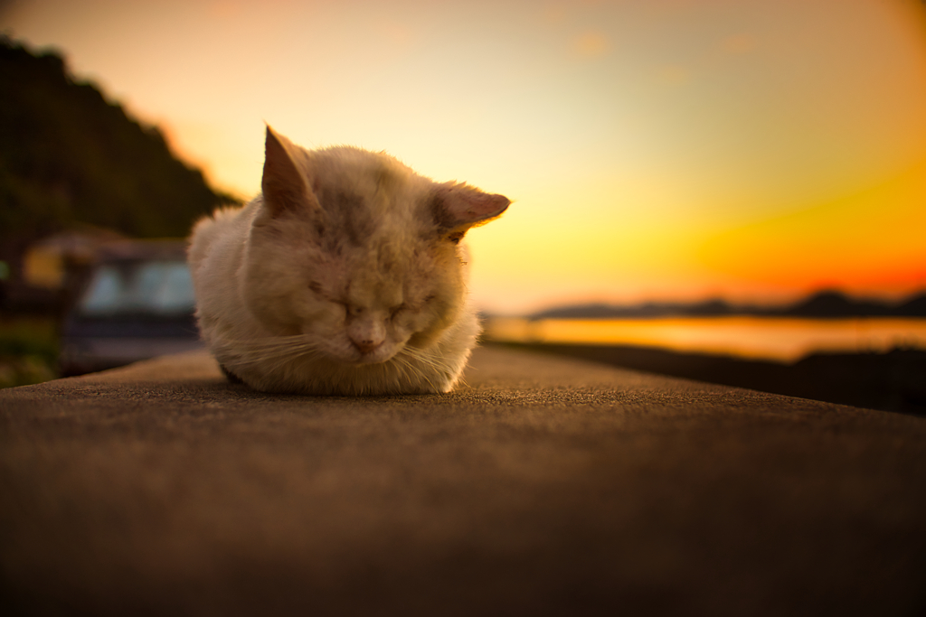 ボス猫の黄昏