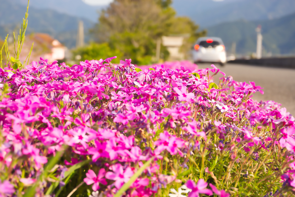 禎瑞の芝桜