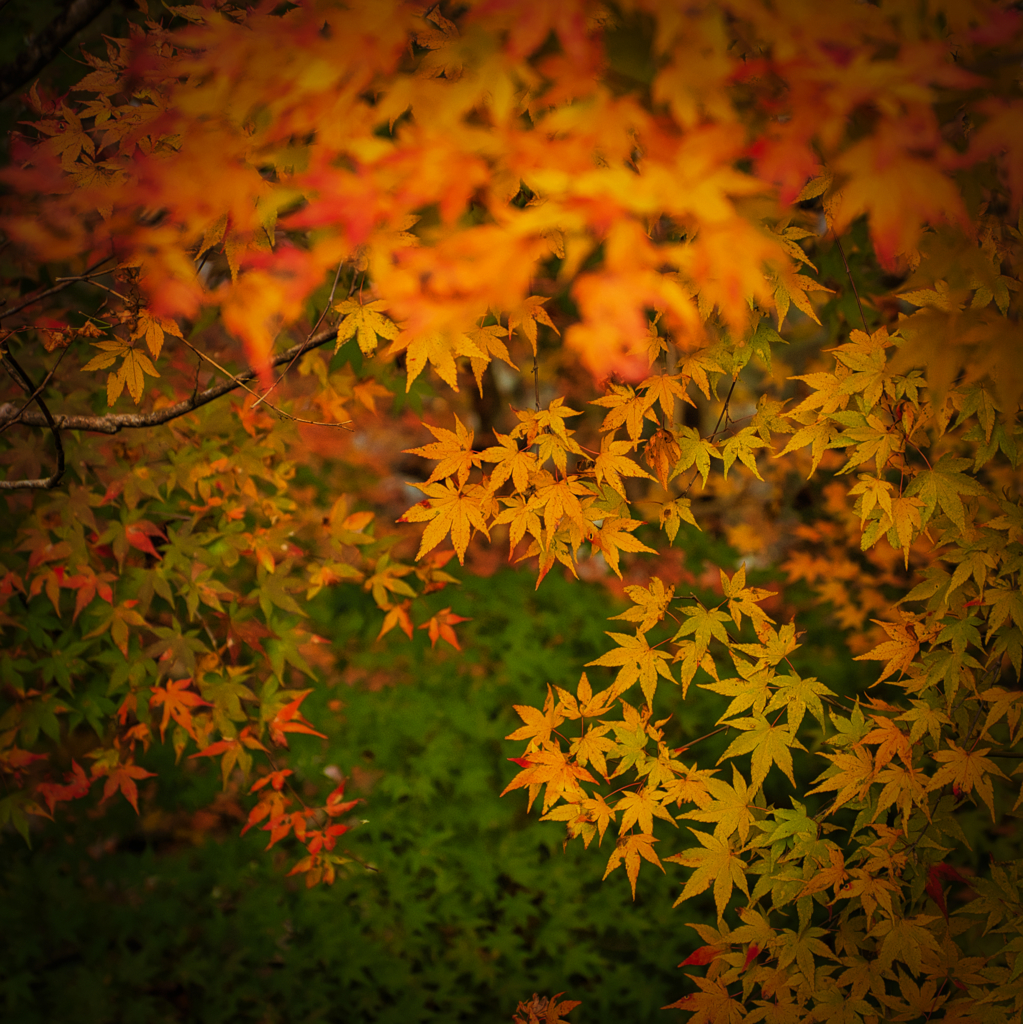 別子ラインの紅葉