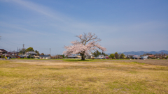 最期の桜満開