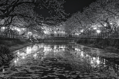 ひょうたん池　夜桜