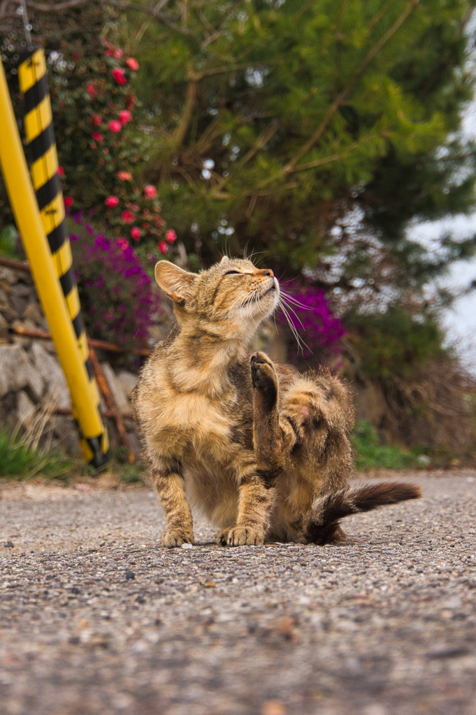 春待ち　野良猫　