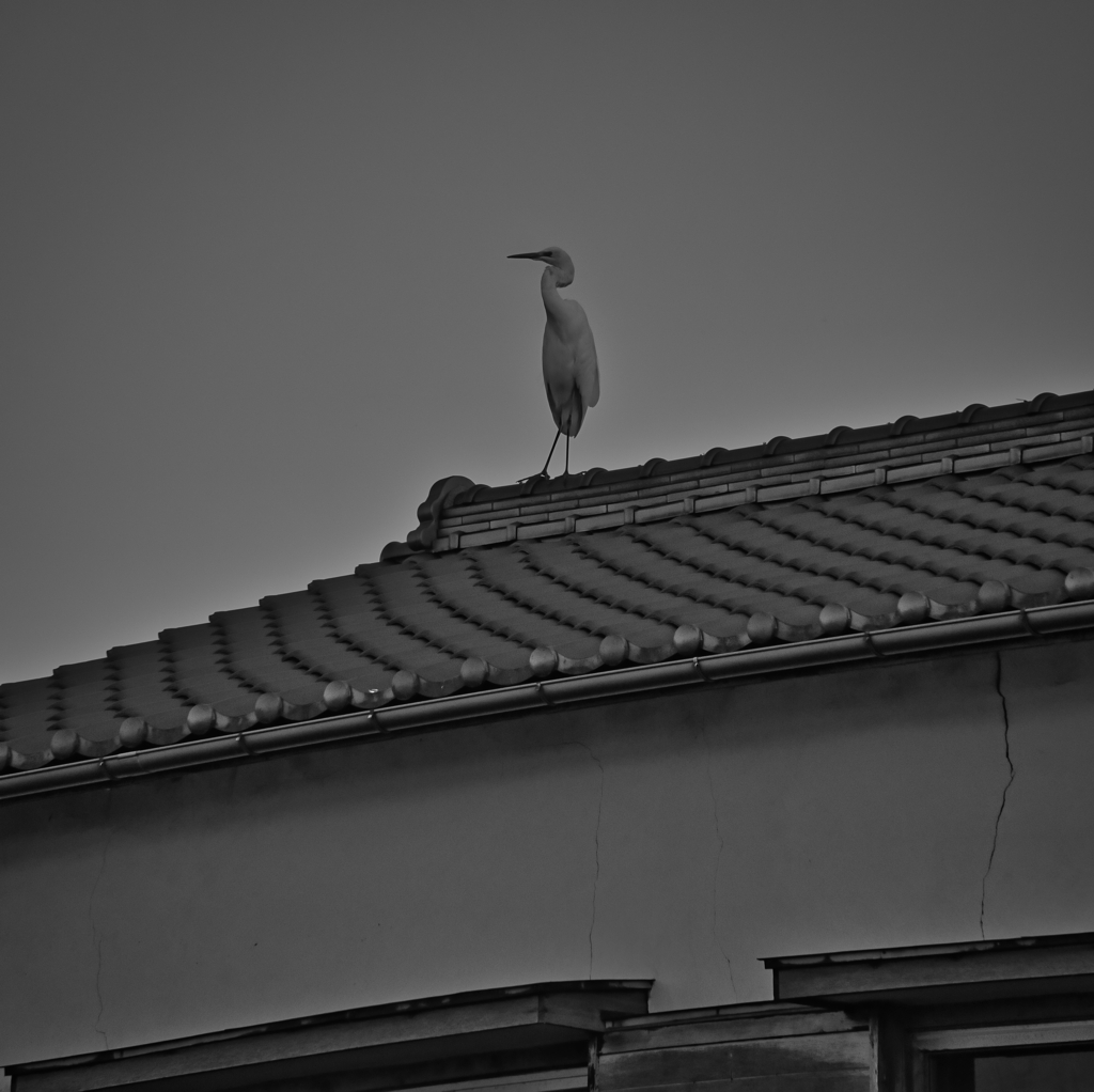 白鷺　On the roof.