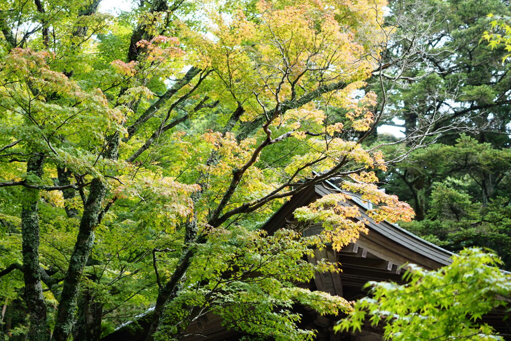 紅葉前の青紅葉