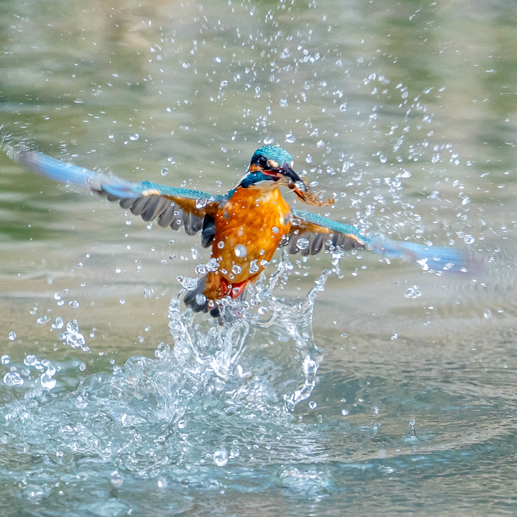 カワセミ