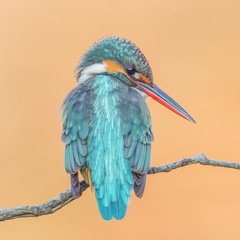 カワセミ