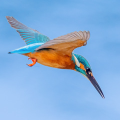 カワセミ