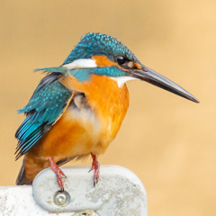 カワセミ