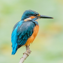 カワセミ