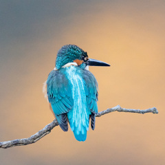 カワセミ