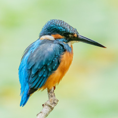 カワセミ