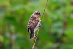 ノビタキ幼鳥１