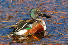 ハシビロガモ２