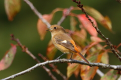 紅葉ジョビ