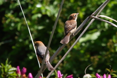 百舌鳥一家