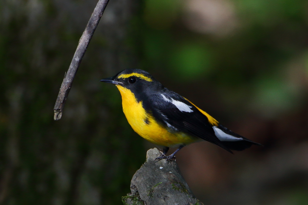 秋のキビタキさん