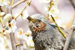 ウメヒヨ