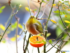ウマーなメジロ