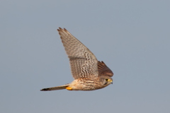 チョウゲンボウ