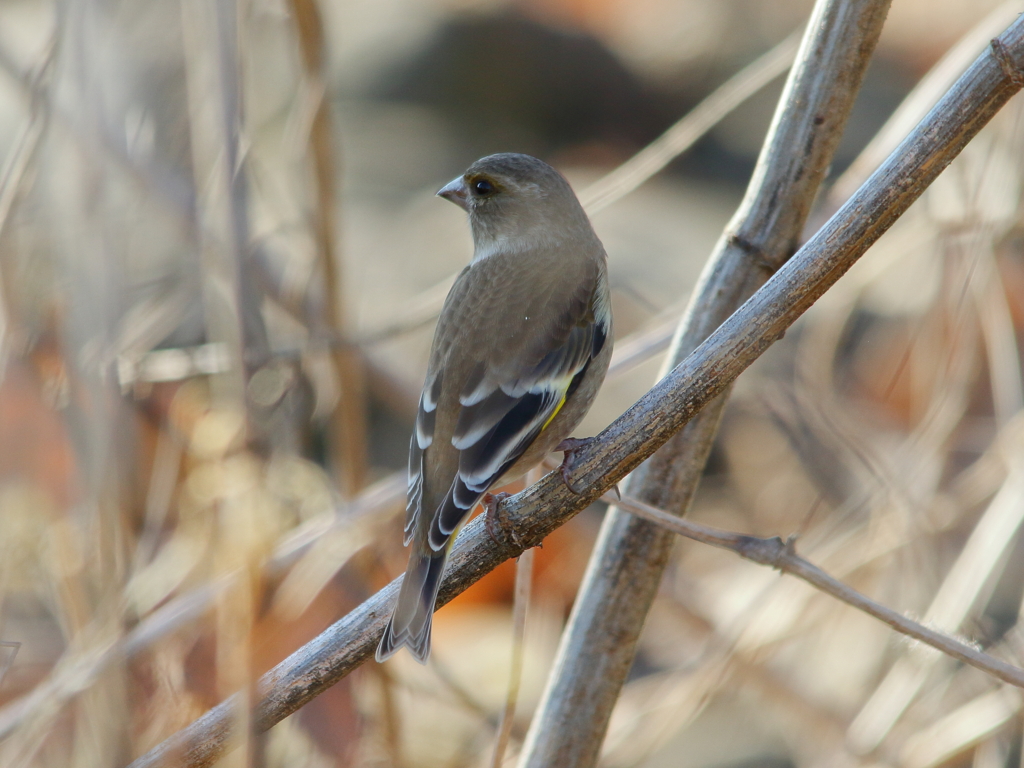 カワラヒワさん