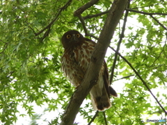 アオバズクさん