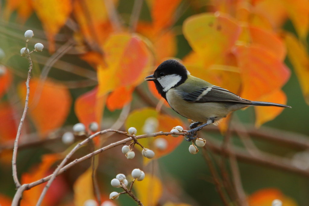 紅葉つんぴー